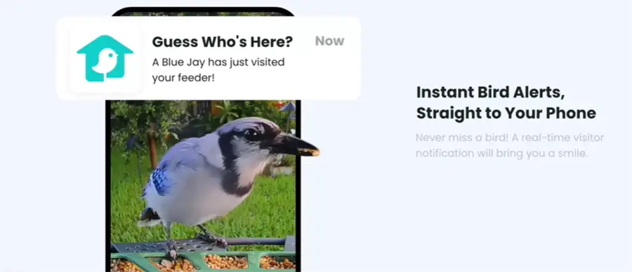 App showing a blue jay visiting an AI birdfeeder.